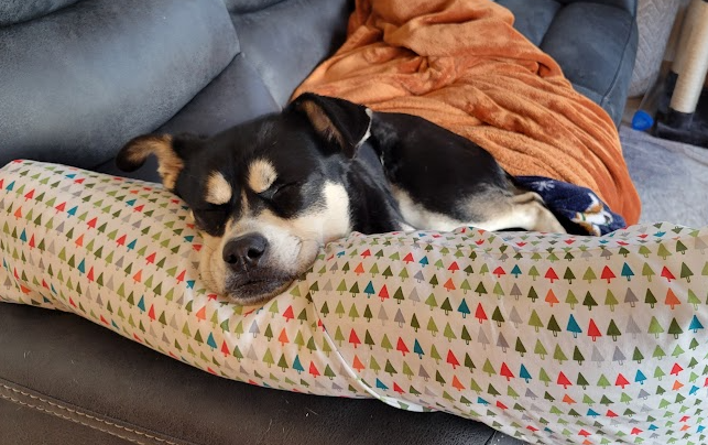 Cute dog :D