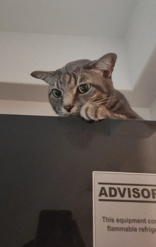 A grey cat sitting on top of a refrigerator.