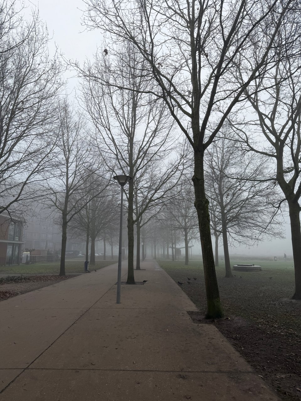 A bike and walking path between oak trees next to a park - everything is misty.