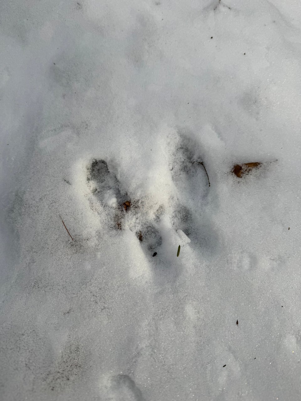 A rabbit track in the snow - two long feet and two tiny feet prints.