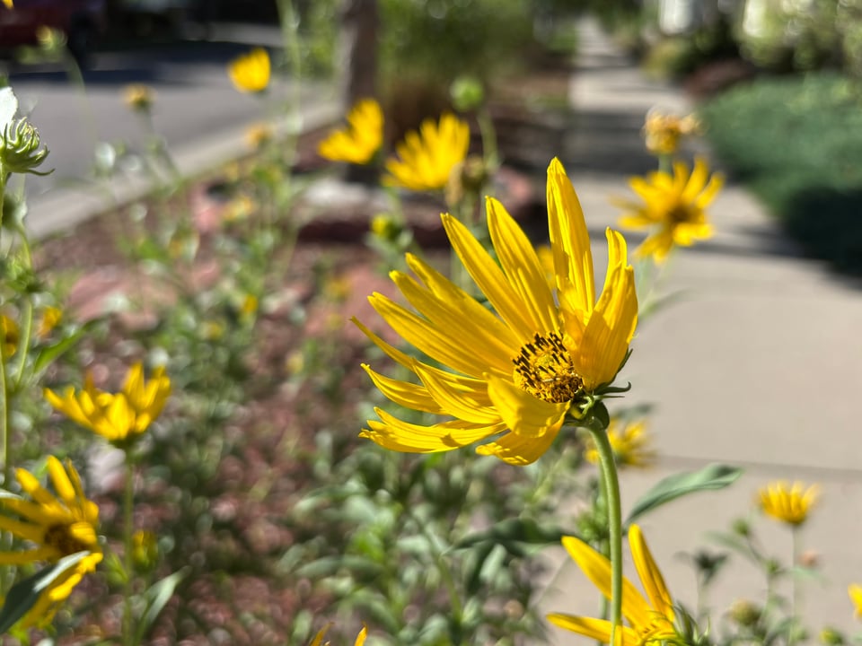 Jerusalem artichokes facing sunward