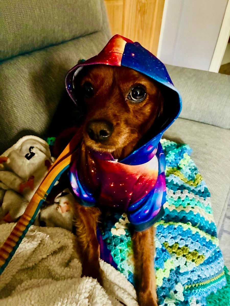 A cute dog in a spacesuit.