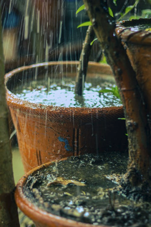 A closeup of two plant pots in the rain. They are filled with soil and have large trunks of plants growing out of them. The rain has made the soil so wet is is almost like a little dark muddy pool inside each plant pot