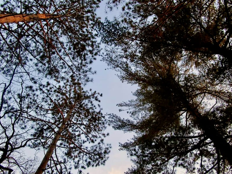 Many red and a few white pines tower over our park’s beautiful, surprising Pine Loop Trail. Long ago, a thoughtful farmer planted those pines, and years later they ended up in park hands. Bless that farmer! Late in the evening, you can see and hear barred owls gliding and sounding through this area. / Photo by Pamela Miller
