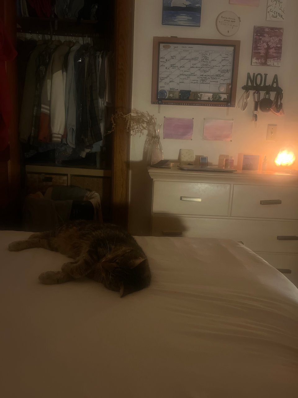 Nettle the cat sleeping on her side on a cream-colored bed, with a salt lamp-lit view of the room behind her