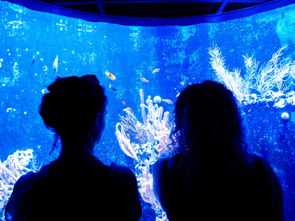 erin and grace's silhouettes observe a fishtank.