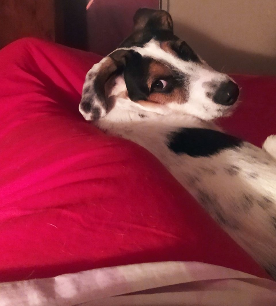 Lumen posando como si promocionara "El trueno entre las hojas" siendo ella el trueno y mis piernas las pobres hojas crujientes.