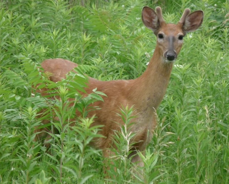 A yearling buck in velvet. Ah, young deer, enjoy this lovely summer … who knows what lies ahead for you in the fall? / Photo by Bruce Ause