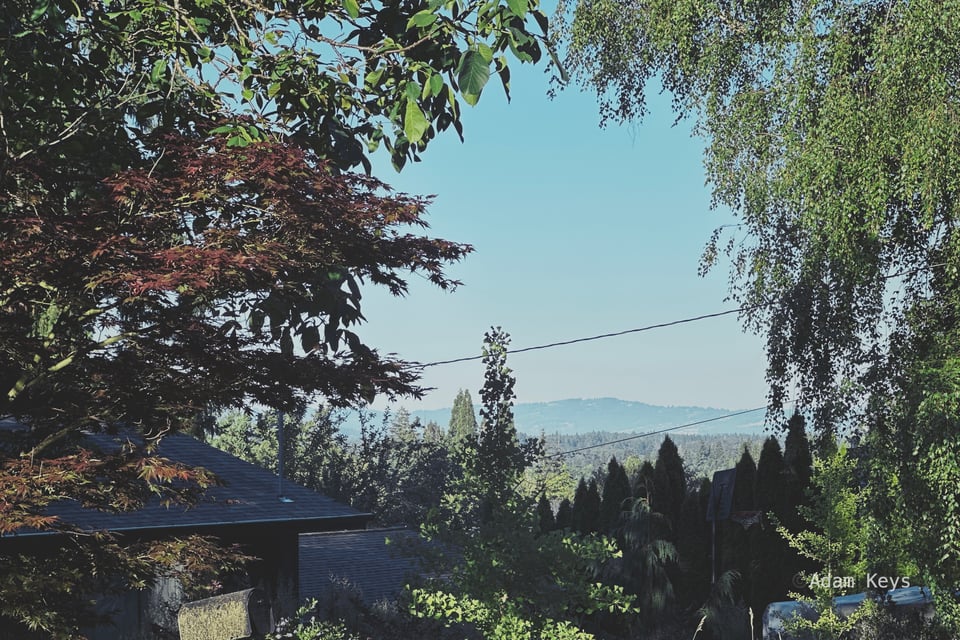 Distant hills visible through the trees