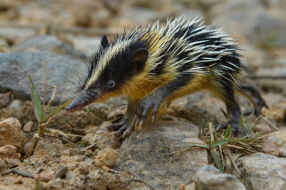 A lowland streaked tenrec, a small mammal about the size of a mouse with a long nose and a yellow and black back spiked like a hedgehog, is walking on rocks.