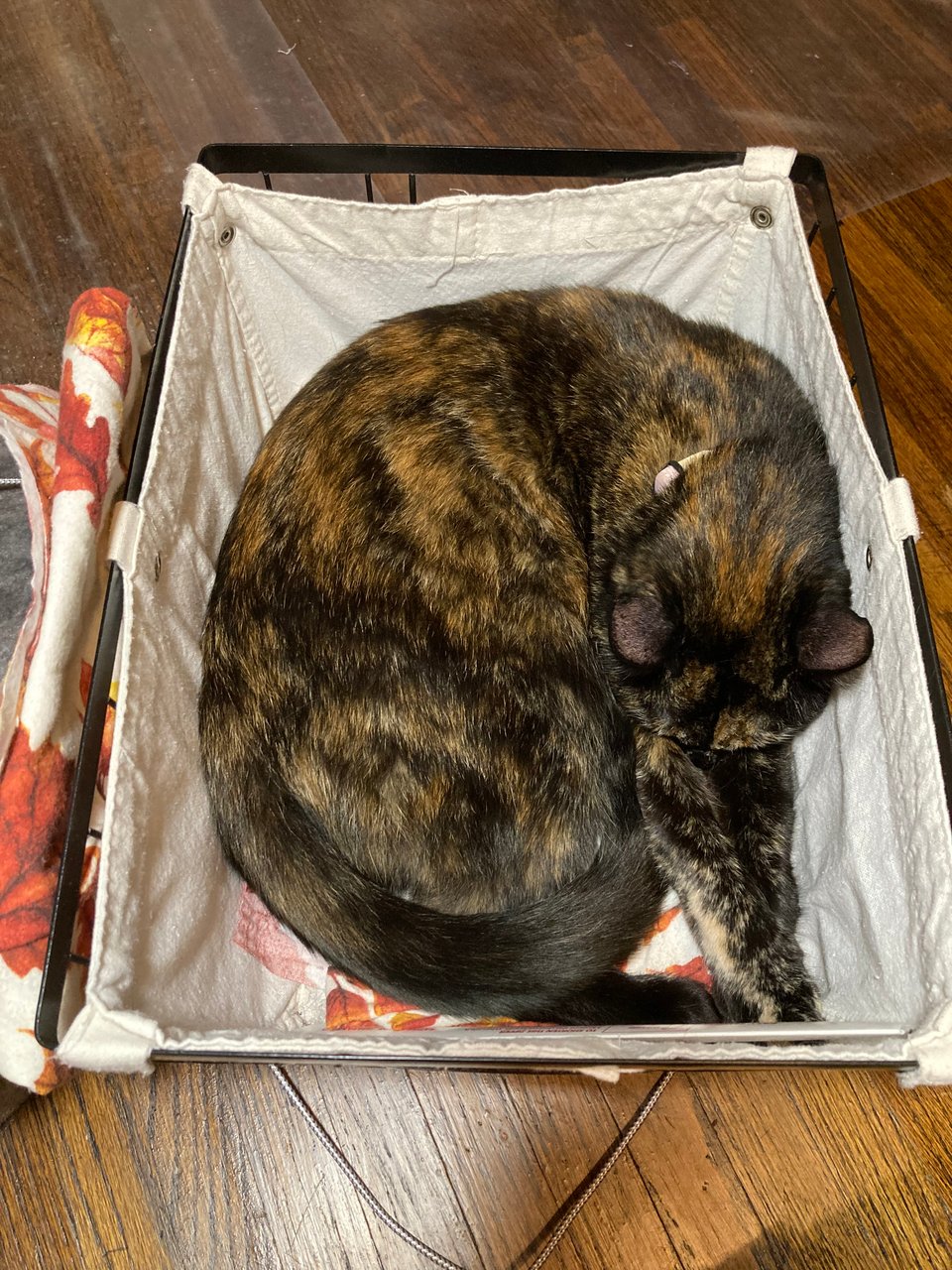 A black and brown tortoiseshell cat curled up, asleep, in a cloth-lined basket containing some leaf-patterned fabric.