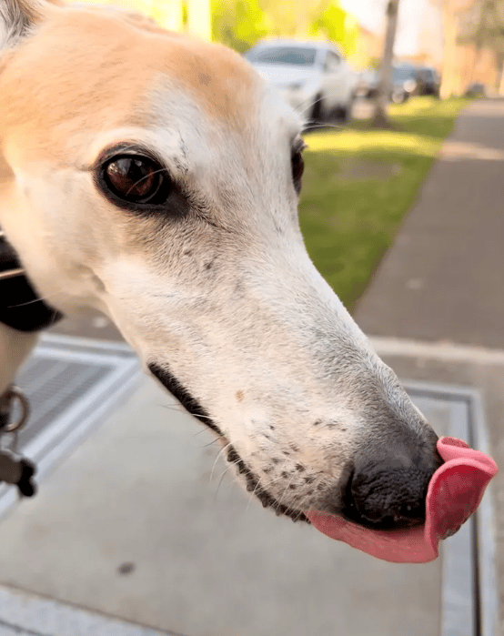 Obie, a handsome elderly greyhound with red hair, is demonstrating how he can touch the top of his nose with his tongue. Good boy, Obie.