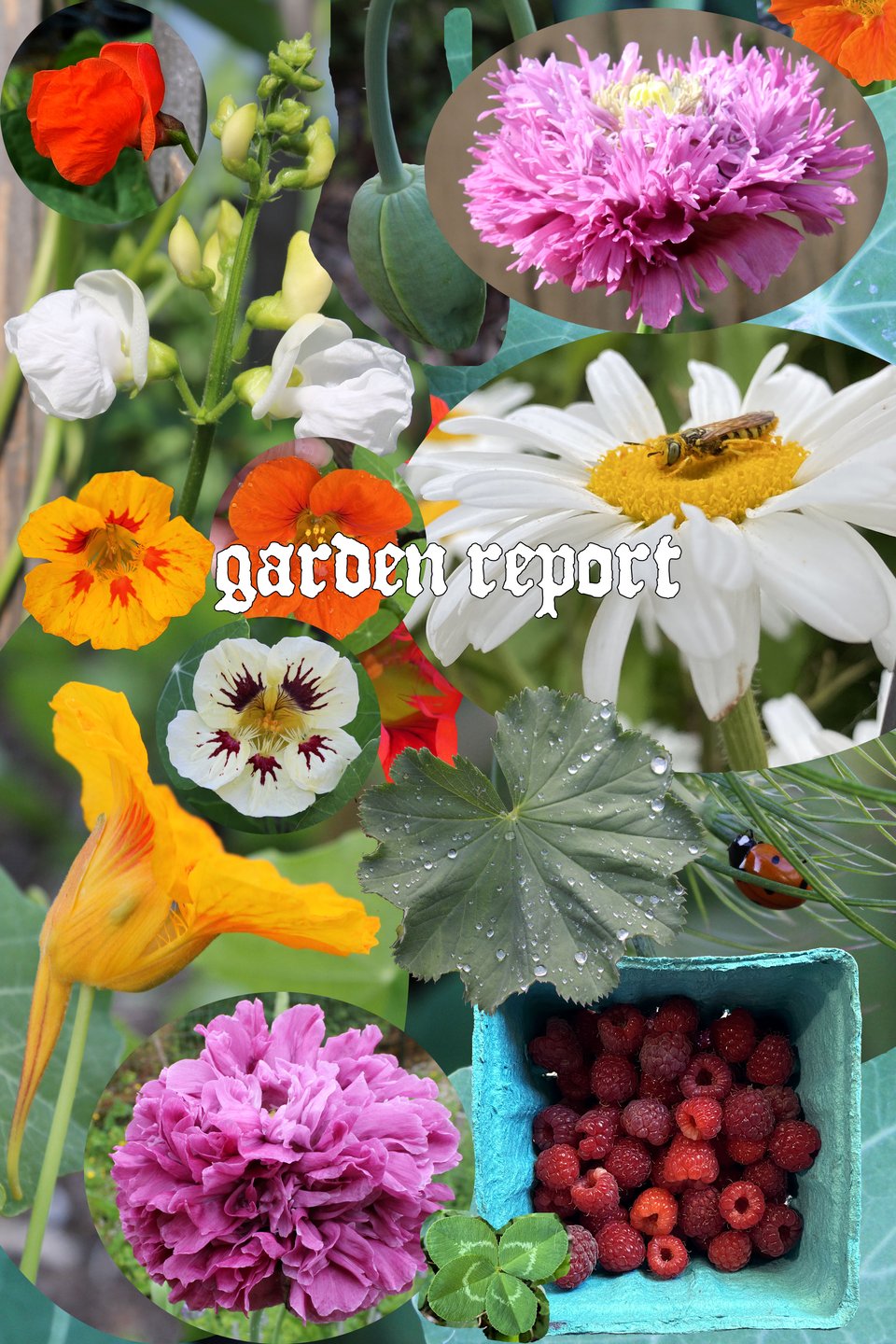 a photo collage of flowers, berries & bugs in the garden with text, “garden report.”