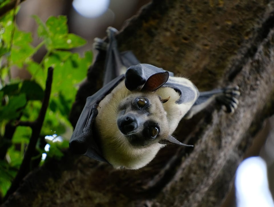 A fruit bat hangs from a tree