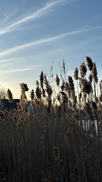 Grasses