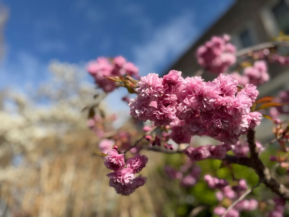 A close up of pink cherry blossoms in a garden.