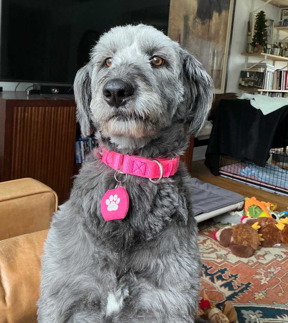 Photo of gray aussiedoodle sitting on a light brown leather sofa , looking toward the camera