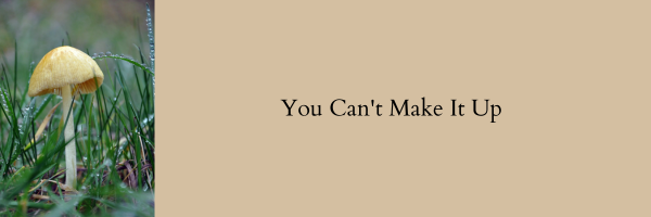 Mushroom in dewy grass