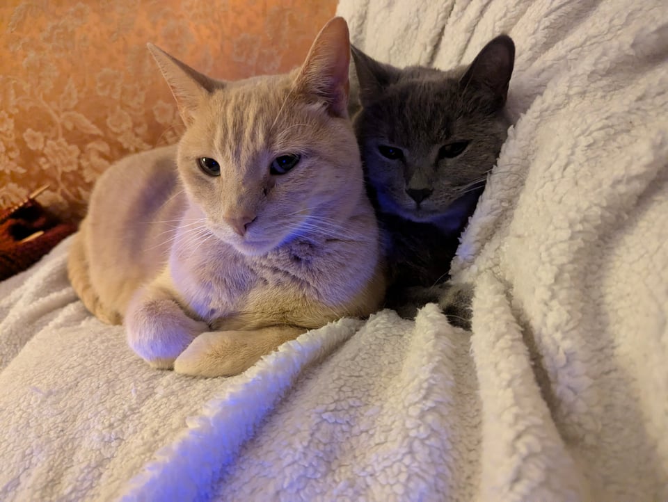 A pair of cats, one buff and one grey, side by side on a fuzzy white blanket. The grey one is squished against the back of the sofa.