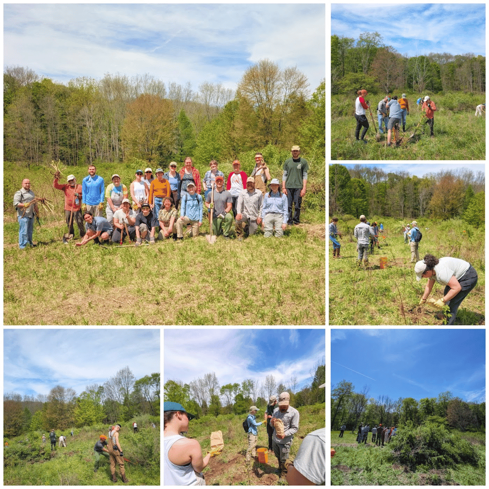 A few photos from our stewardship work day at Baltimore Woods Nature Center.