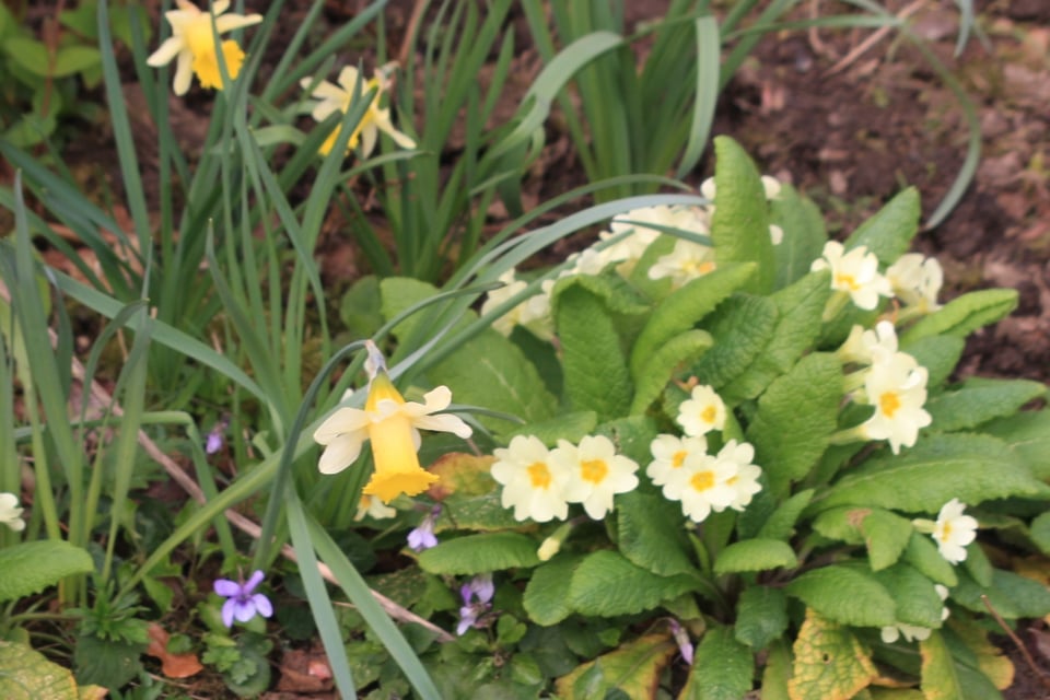 wild daffodils pale yellow petals with a deeper yellow trumpet, and primroses, the same shade as the daffodils, in full bloom. At the foot of the daffodils a clump of wood violets, small and lilac, unscented, fully open