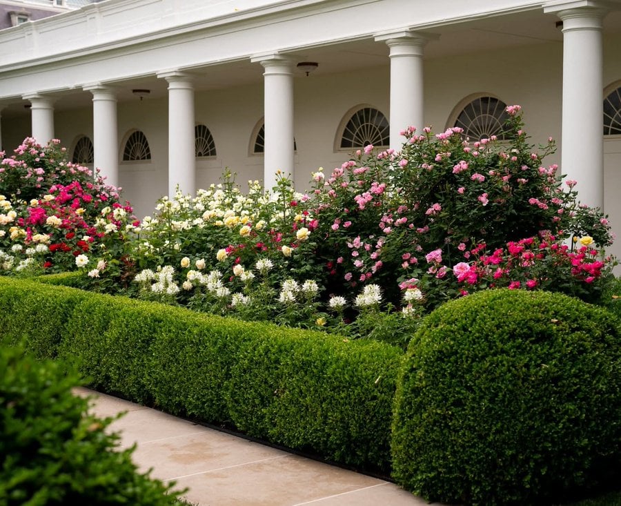Before - the White House Rose Garden