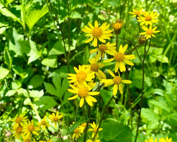This week: Golden Ragwort Blooms!