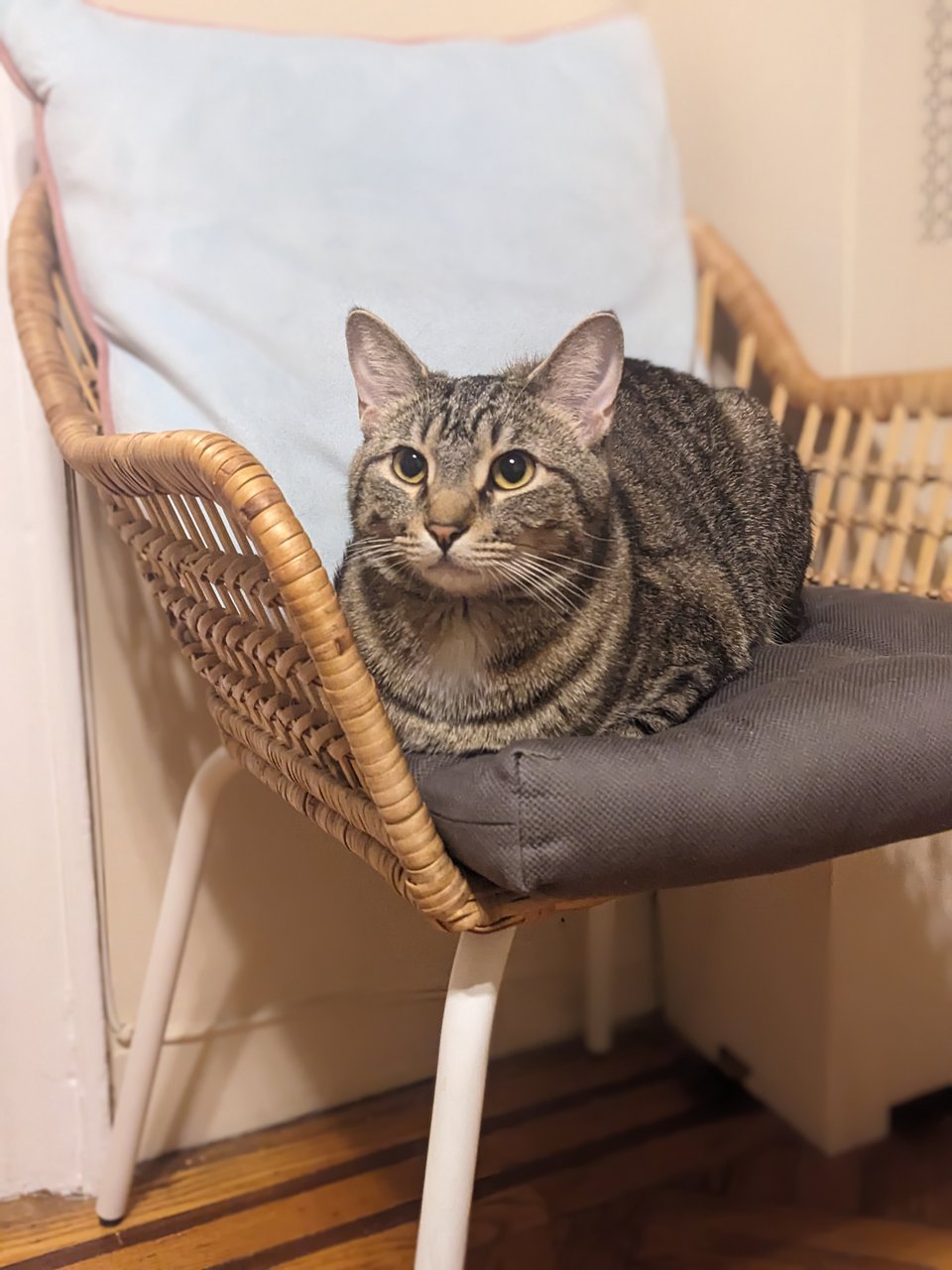 Vic, a tabby cat, sitting on a gray-cushioned wicker chair.