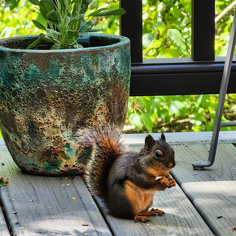 An adorable brown squirrel sits, picture perfect, in front of a potted plant on the deck.