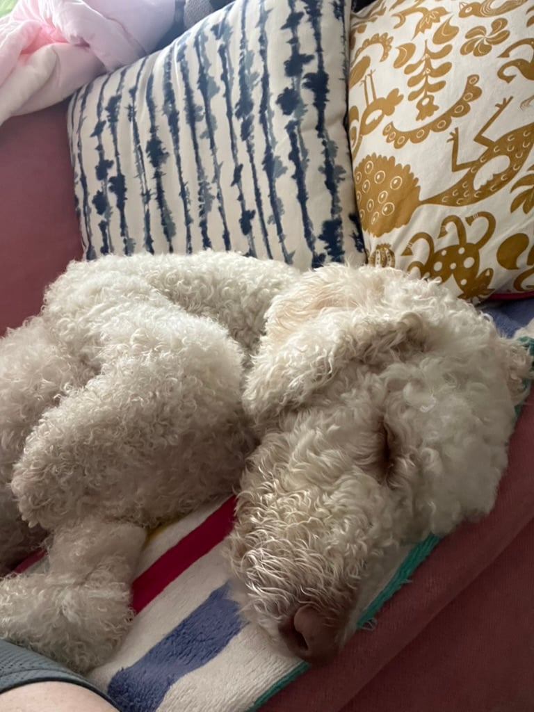 A picture of Aki conked out on the couch after a very stressful morning (she got brushed).