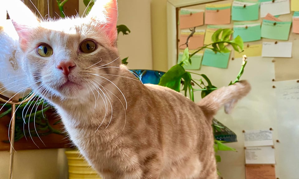 An orange and white kitten in front of some houseplants and a cork board with multicolored index cards in a yellow room.