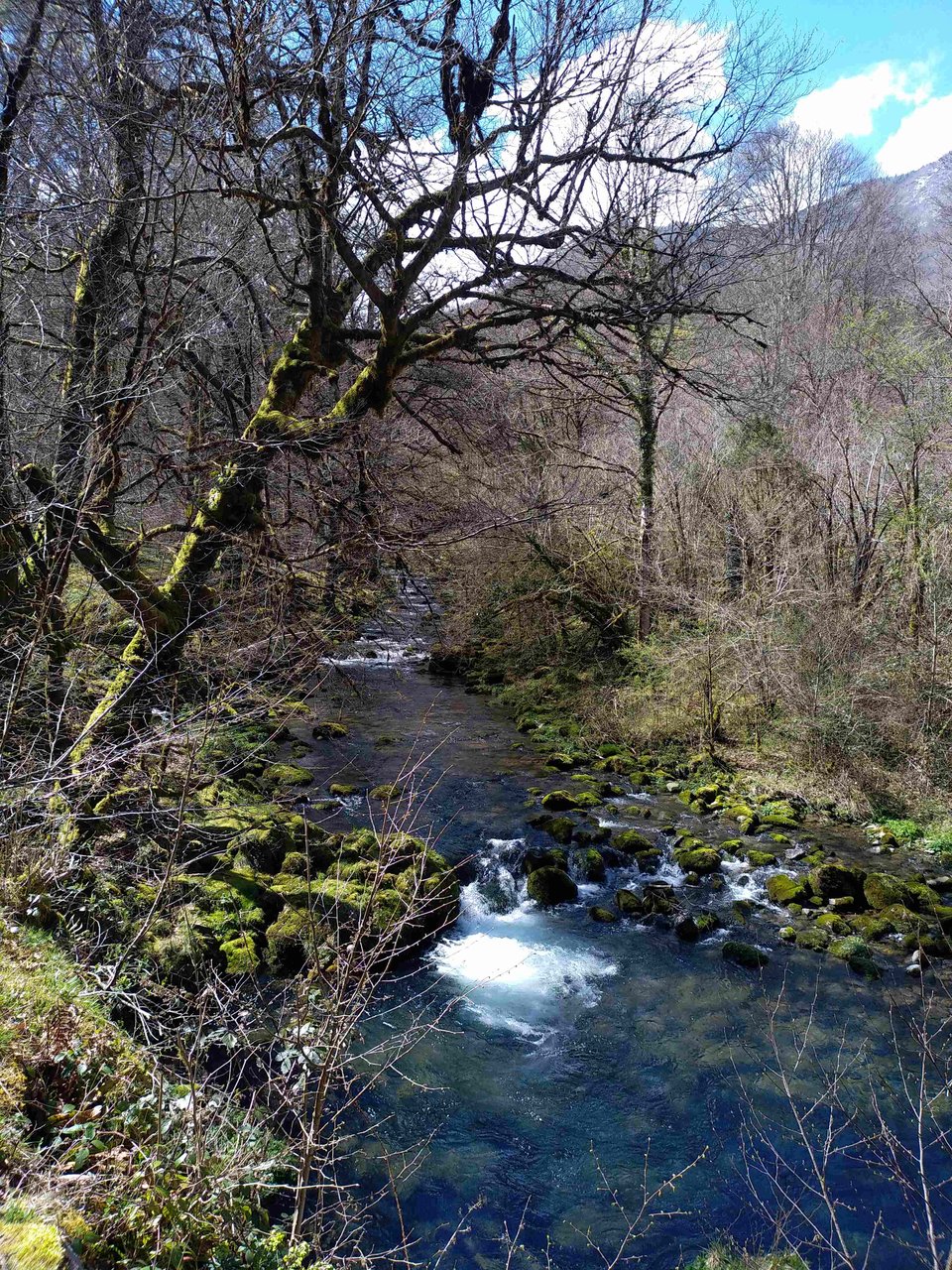 Forêt de moyenne montagne dans les Pyrénées (ruisseau du Lourdios)
