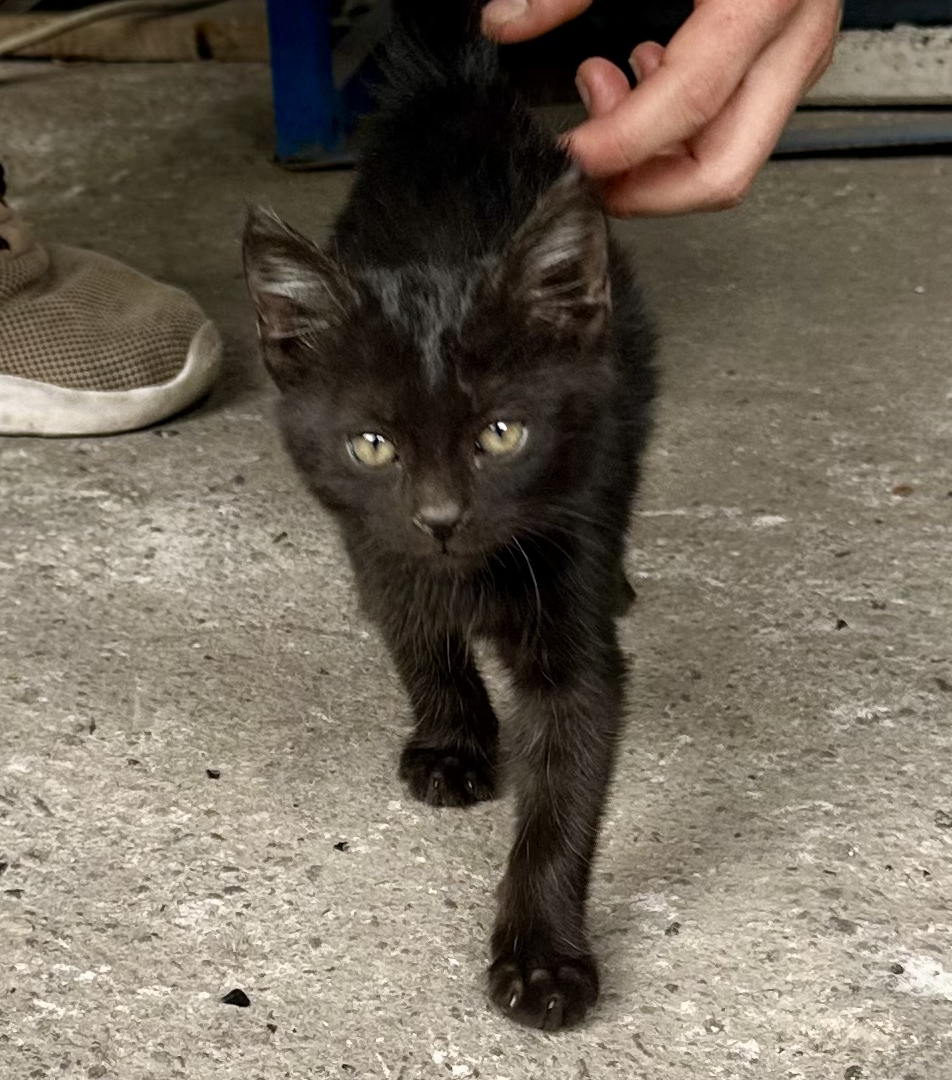 a TINY BEBE of a black kitty, I wanted to eat him up