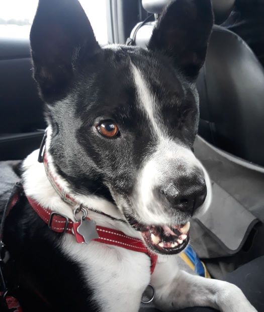 A shiny and clean black and white dog sits in the back seat of a car. He seems to be smiling cheerfully.