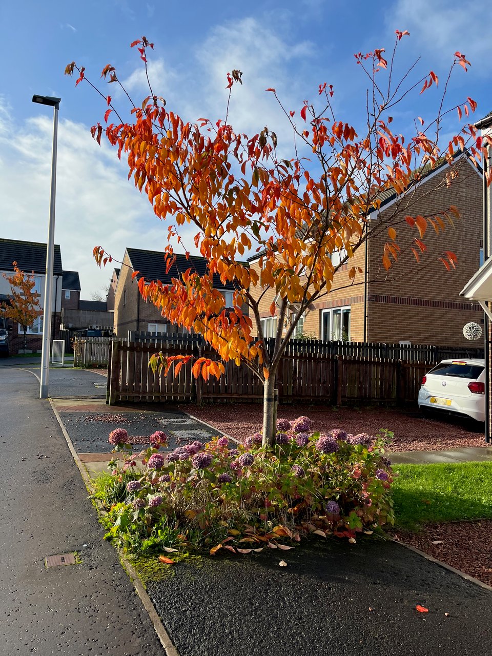 a small cherry tree with flaming red foliage planted in a sidewalk plot, surrounded by fading hydrangeas.