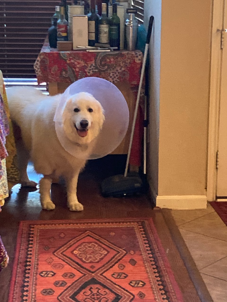 A fluffly white dog wearing a cone around her head