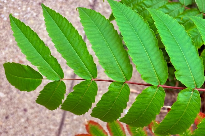 Staghorn Sumac leaf