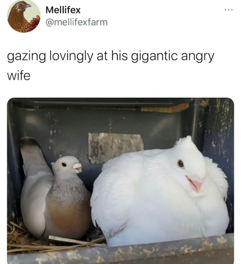 @mellifexfarm: "gazing lovingly at his gigantic angry wife" below is a photo of two pigeons in some sort of box. The small male is in the rear of the box, gazing lovingly at the huge white pigeon sitting at the front of the box.