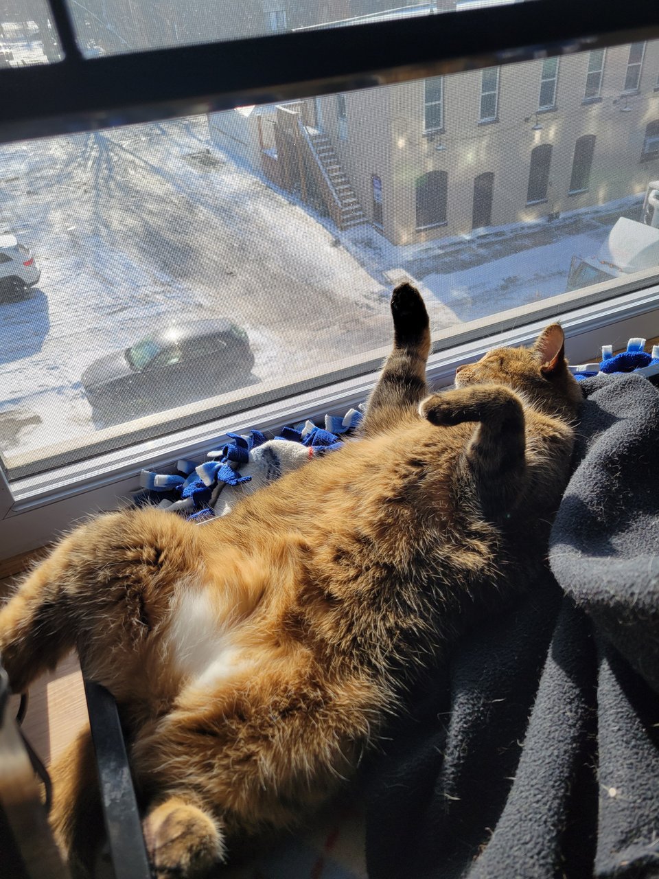 Juliet, my Executive Supurrvisor at SugoiPenguin Gaming, is enjoying the sunshine in her new offices.