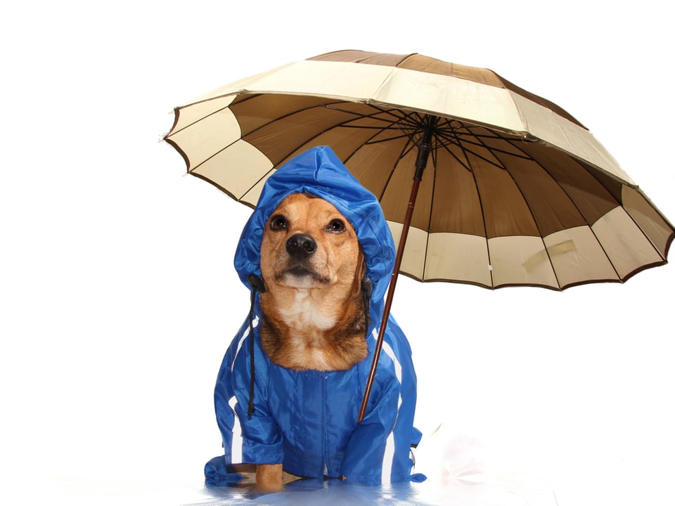 A small dog sitting in the rain dressed in a blue raincoat and holding a brown and tan umbrella