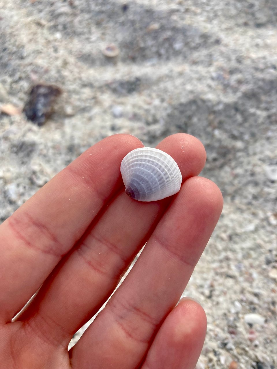 Close view of a hand holding a seashell. The shell has a gradient of whites, grays, and blues.