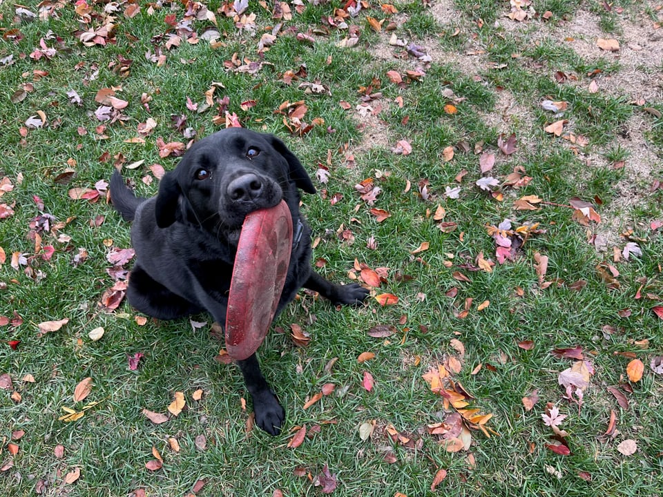 Paul's black lab looks up at the camera with a frisbee held in her mouth IMG_1170.jpeg