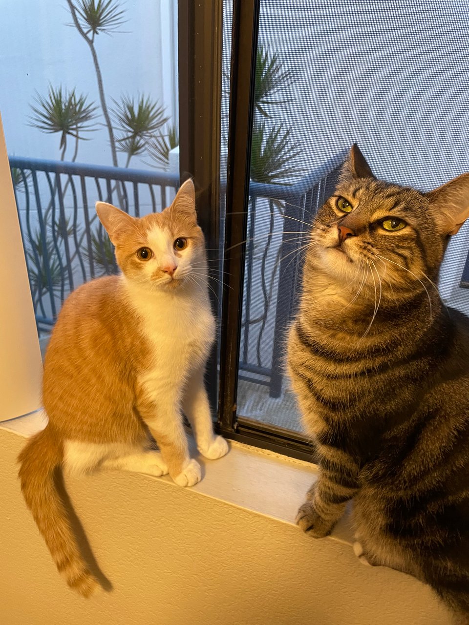 Timmy and Georgino on a window sill