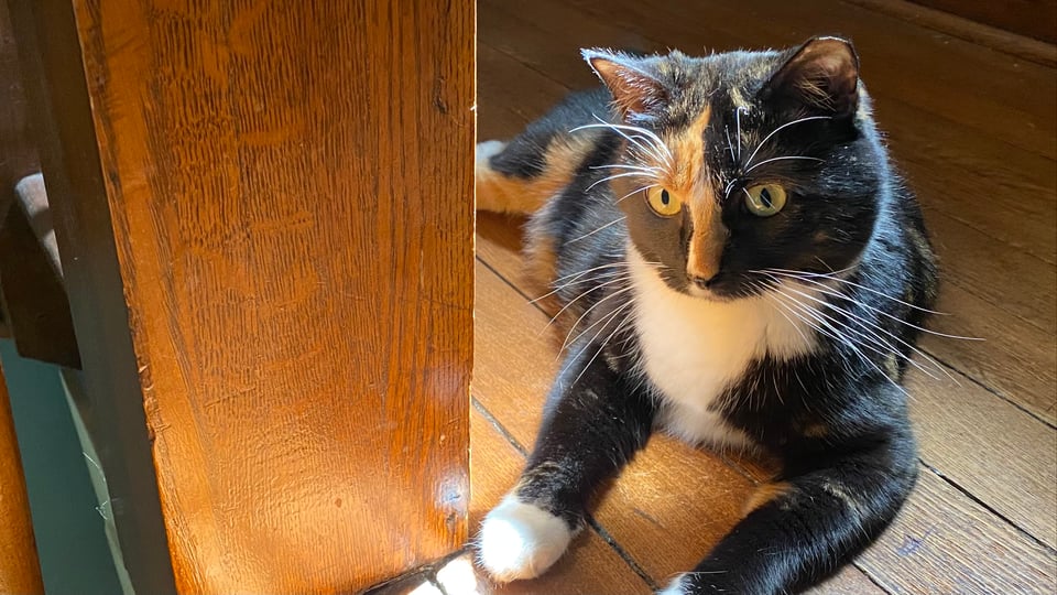 A calico tortie cat on a wooden staircase, in a sunbeam.