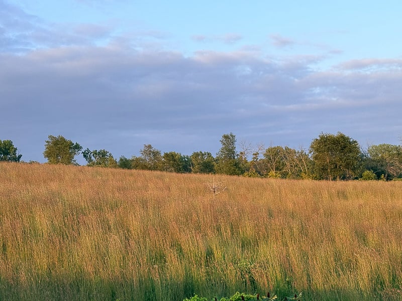 Waves of big bluestem (Andropogon gerardii). / Photo by Brian Henkel