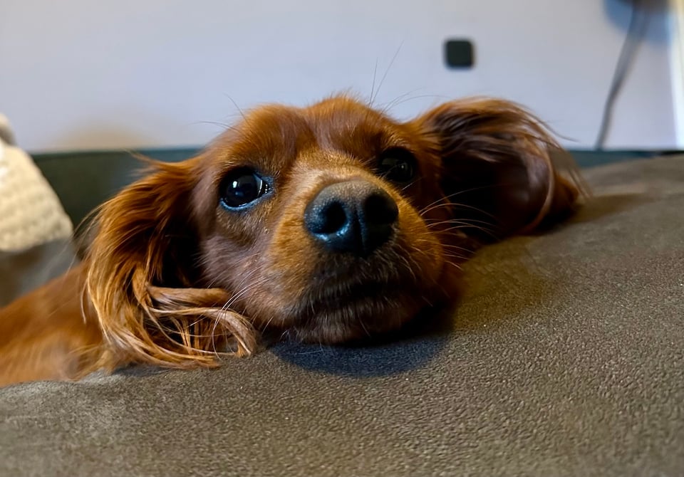 Radio, a cute ruby cavapoo, leans on a beanbag and looks into the camera.
