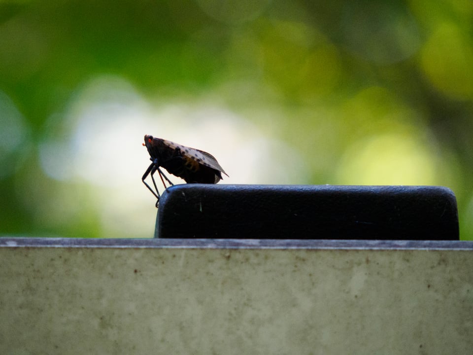 A dead spotted lanterfly standing on a sign.