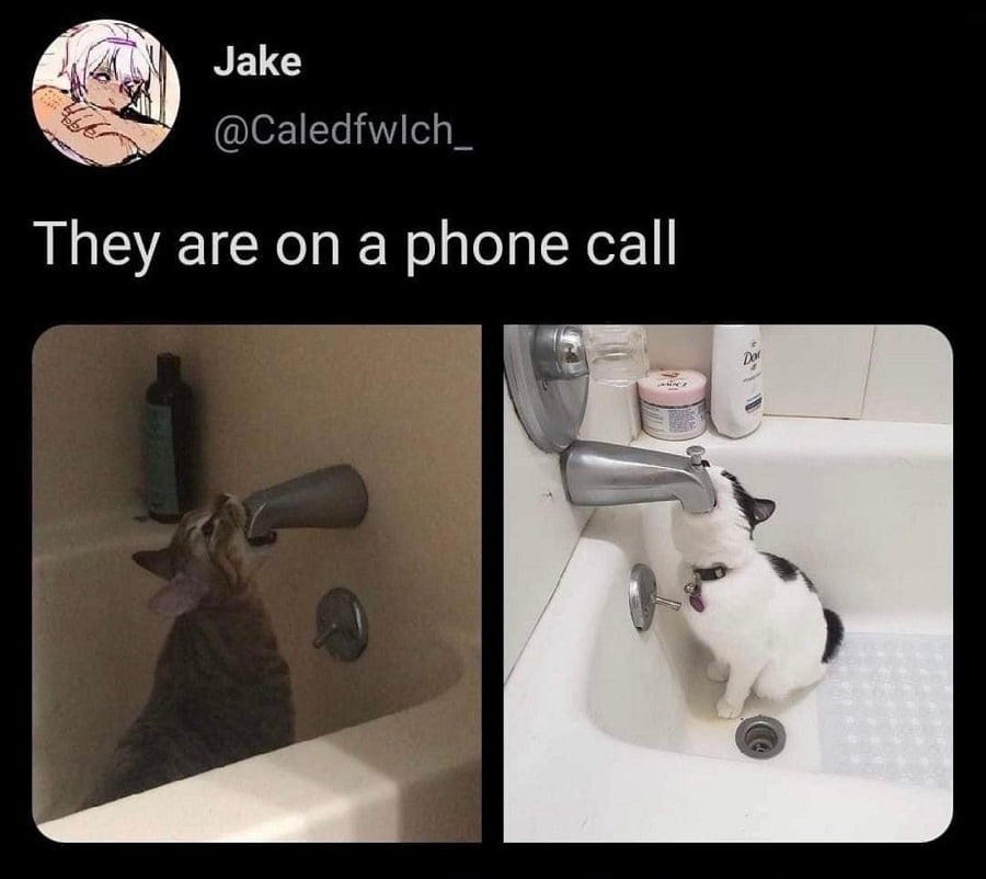 Twitter post from @Caledfwlch_. Text reads: "They are on a phone call" Below are photos of two different cats sitting in different bath tubs, with their mouths wrapped around the water spout/tap.