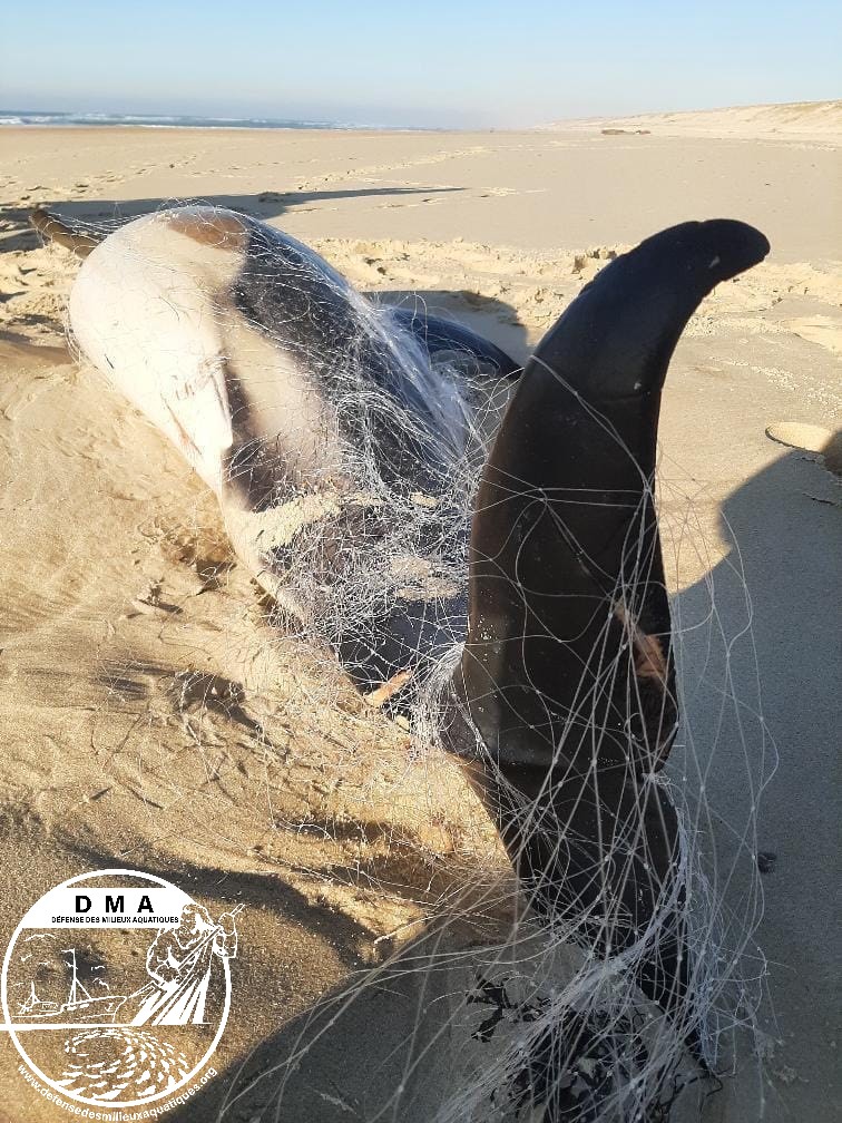 Dauphin victime d'un filet fixe, janvier 2022, Mimizan.