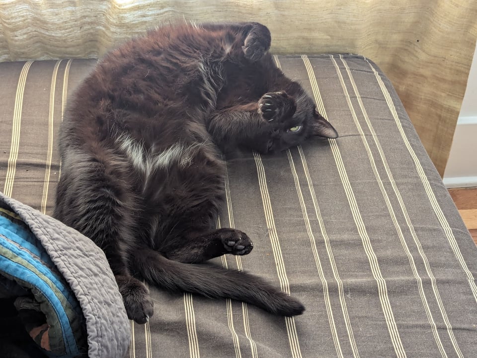 A black cat rolls on a striped futon, white patch on his belly exposed, and one eye half-open